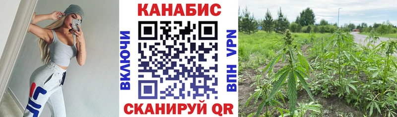 Купить  Волосово  Бошки марихуана White Widow 